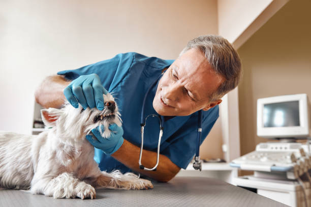 Best Emergency Root Canal Treatment in Salina, UT